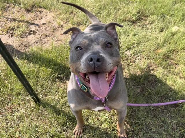 DIAMOND, Adoptable, Adult Female Pit Bull Terrier.