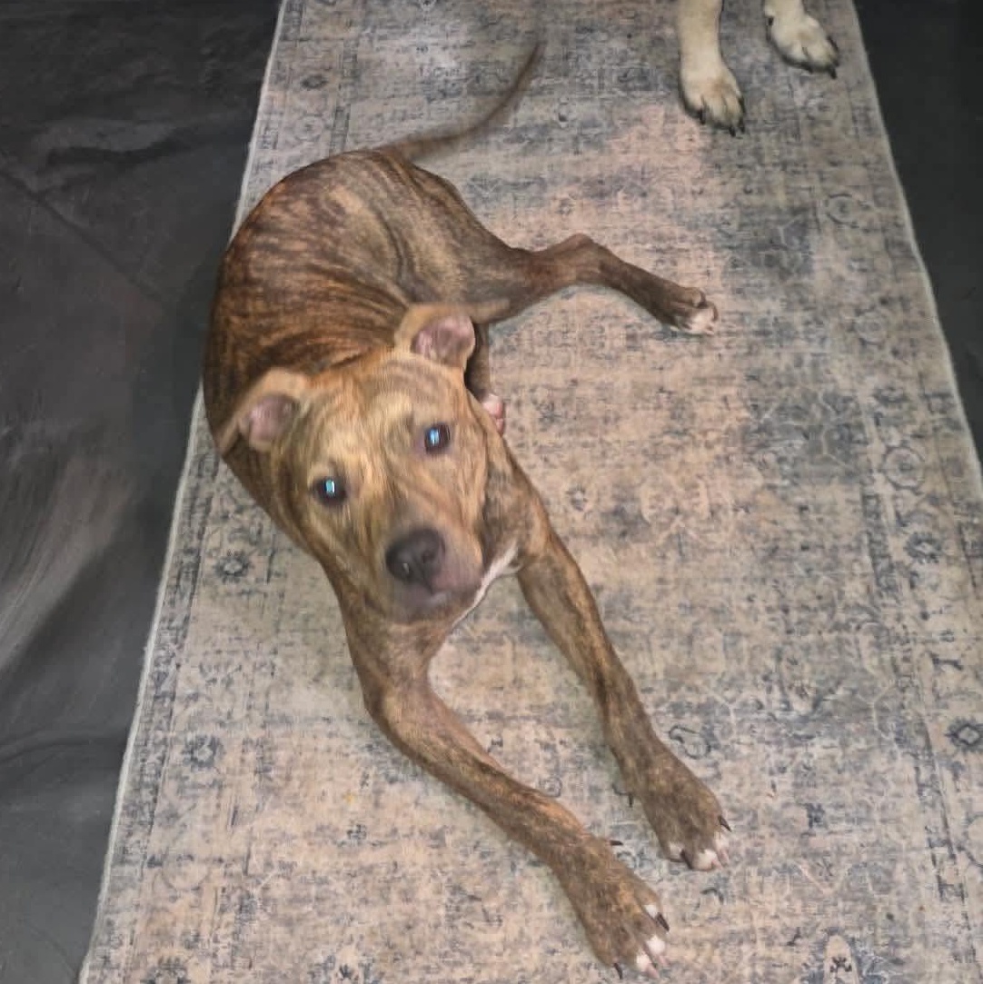 Enlarge Baby, a Adoptable mixed breed in Smithfield, RI image 2/2