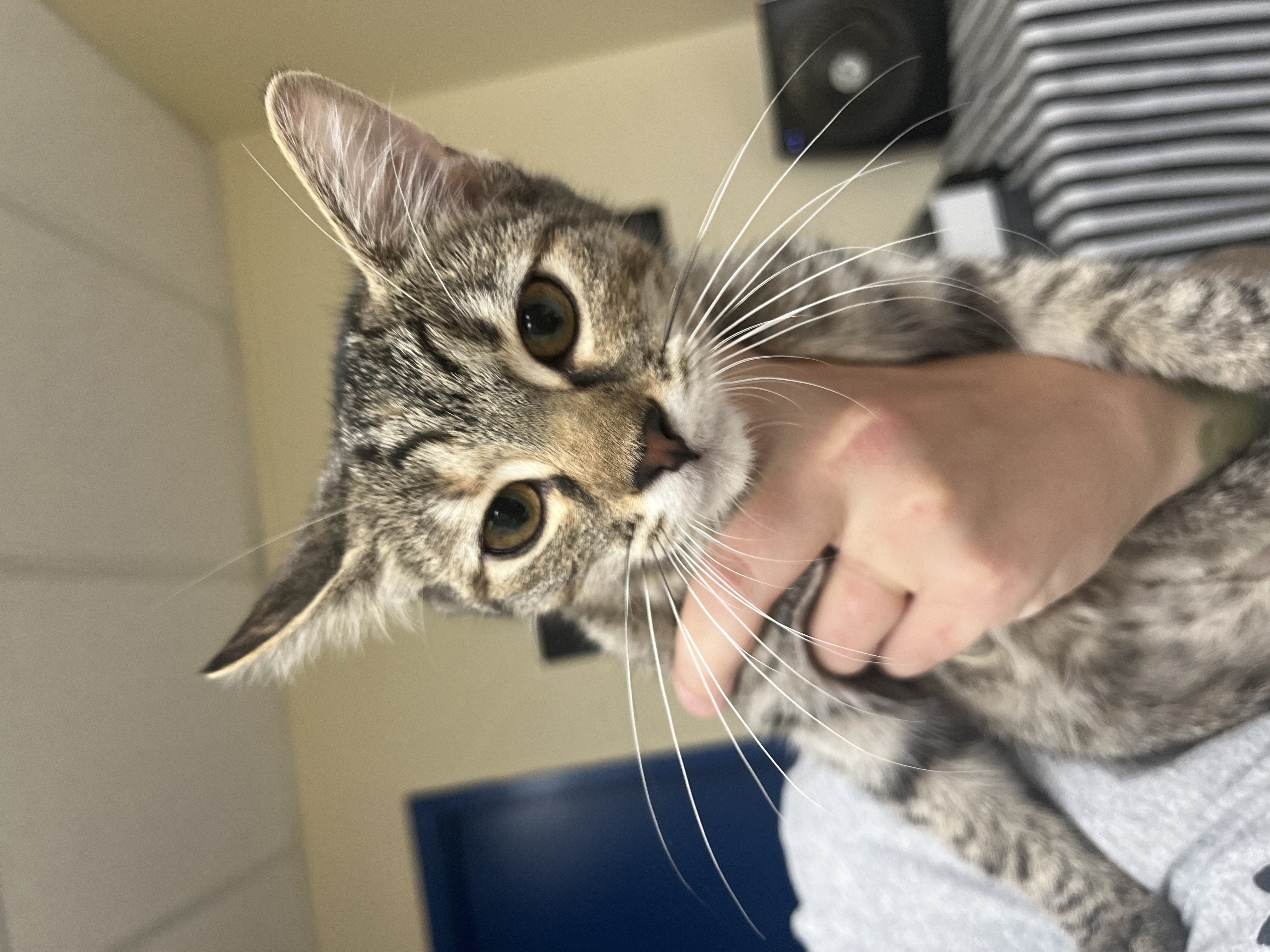 Cat for adoption Diamond, a Domestic Short Hair in Indianapolis, IN