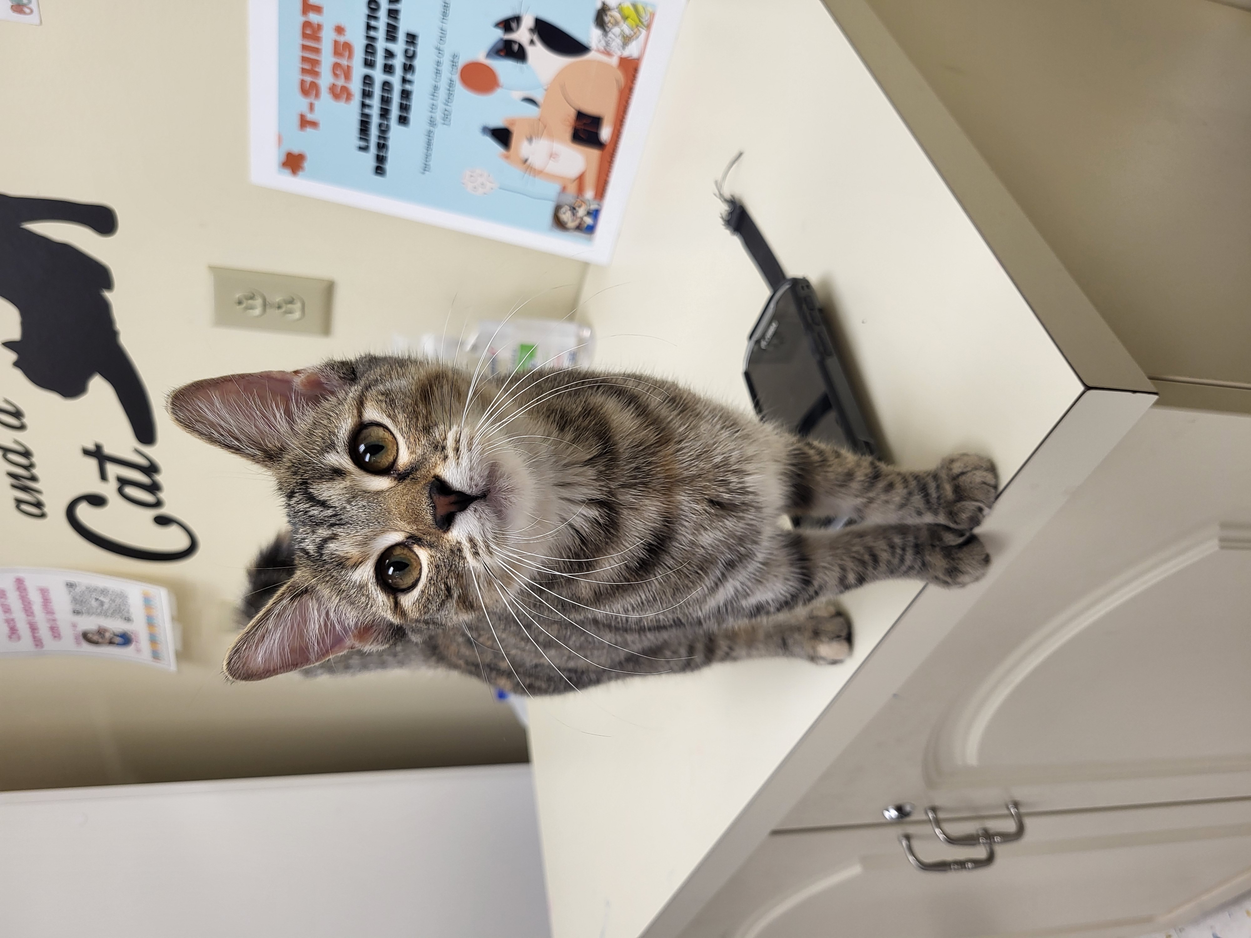 Cat for adoption Diamond, a Domestic Short Hair in Indianapolis, IN