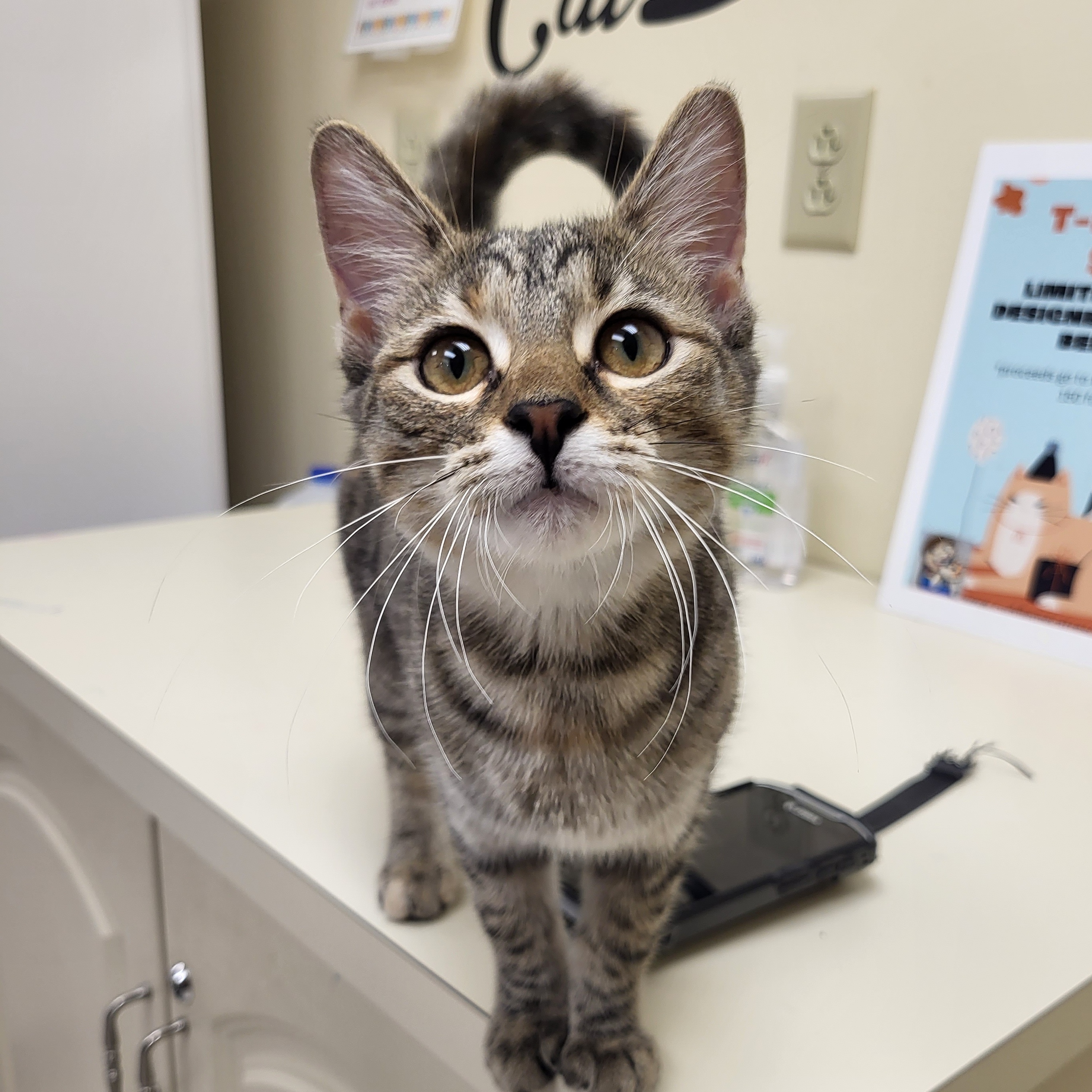 Cat for adoption Diamond, a Domestic Short Hair in Indianapolis, IN