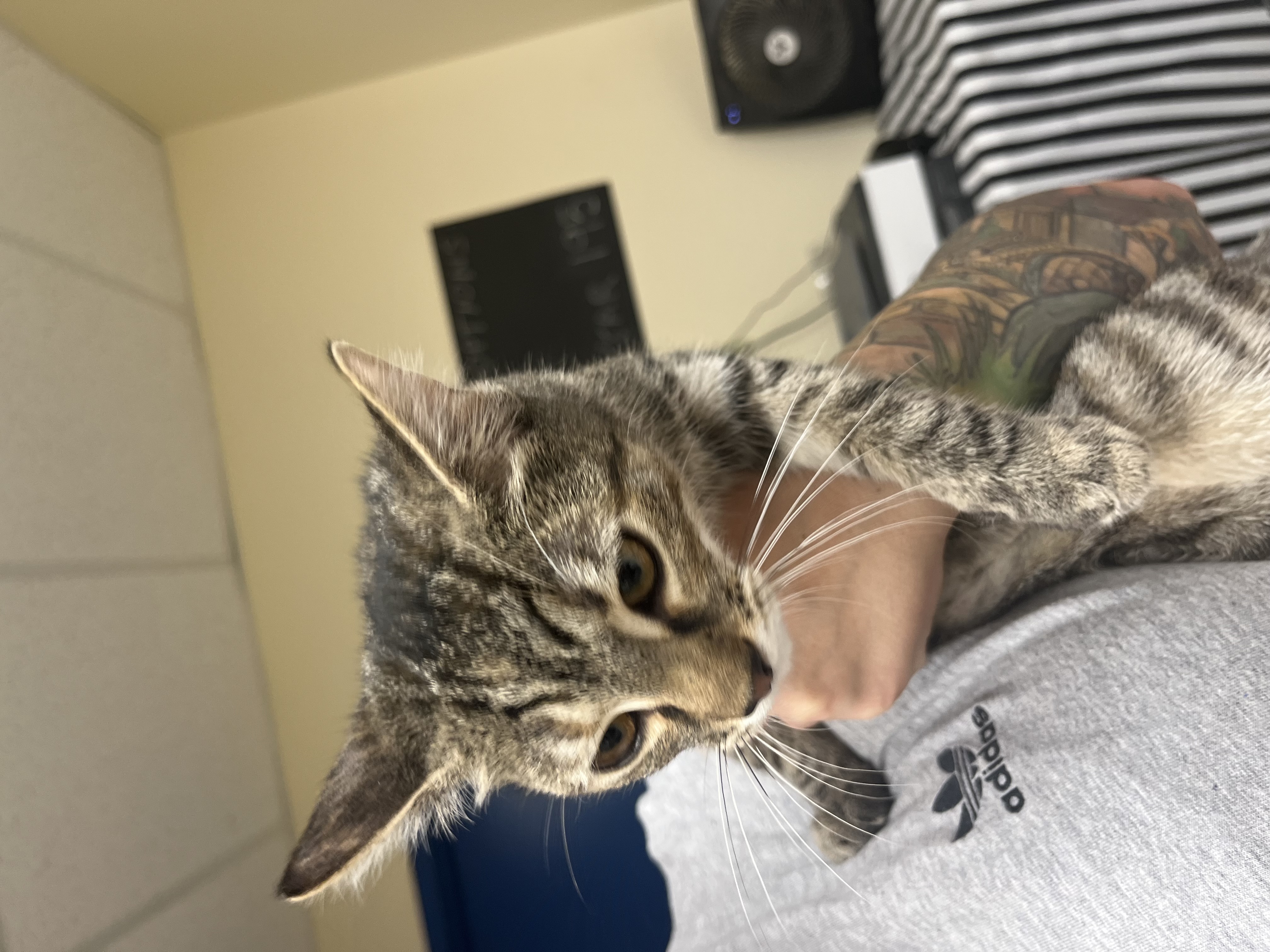 Cat for adoption Diamond, a Domestic Short Hair in Indianapolis, IN