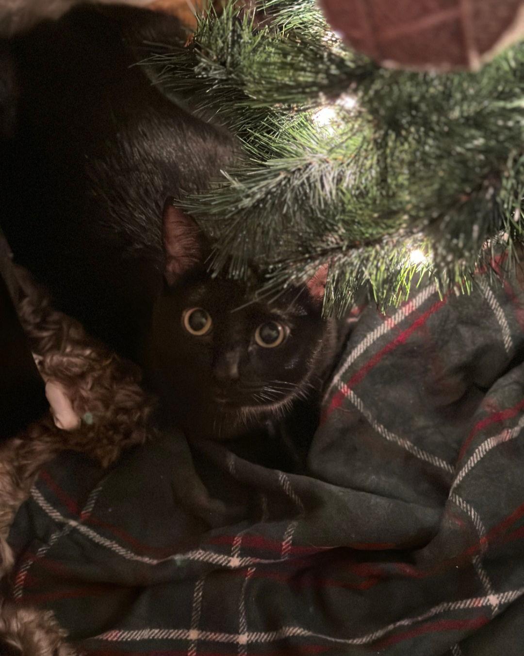 Peanut Butter (Kitty), a Adoptable Domestic Short Hair in Ashville, OH image 3/3