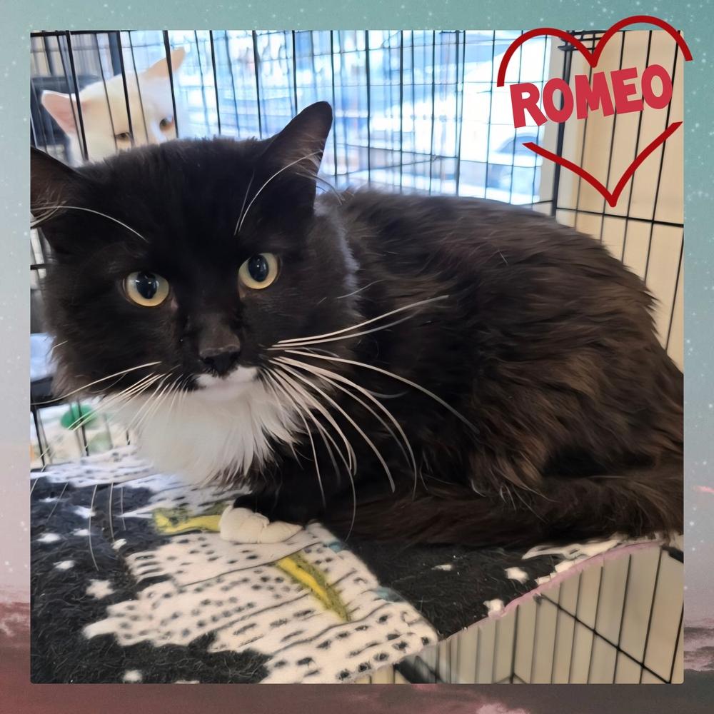 ROMEO, Adoptable, Adult Male Domestic Long Hair.