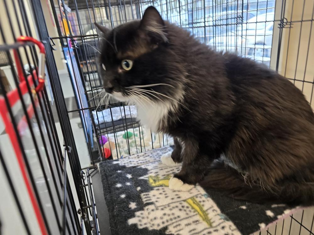 Enlarge ROMEO, a Adoptable mixed breed in Southbury, CT image 2/6