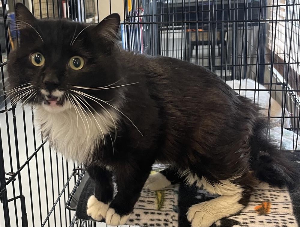 Enlarge ROMEO, a Adoptable mixed breed in Southbury, CT image 3/6