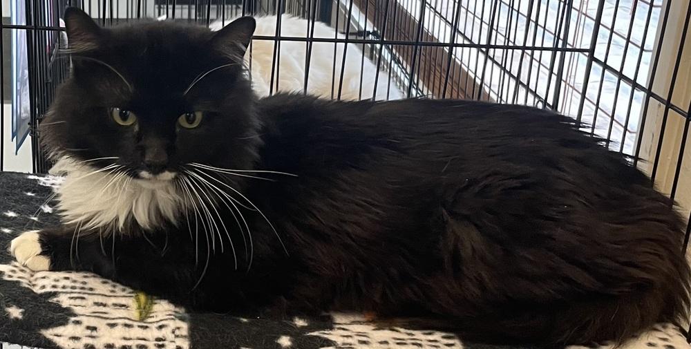 Enlarge ROMEO, a Adoptable mixed breed in Southbury, CT image 4/6