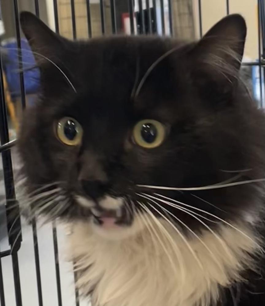 Enlarge ROMEO, a Adoptable mixed breed in Southbury, CT image 5/6