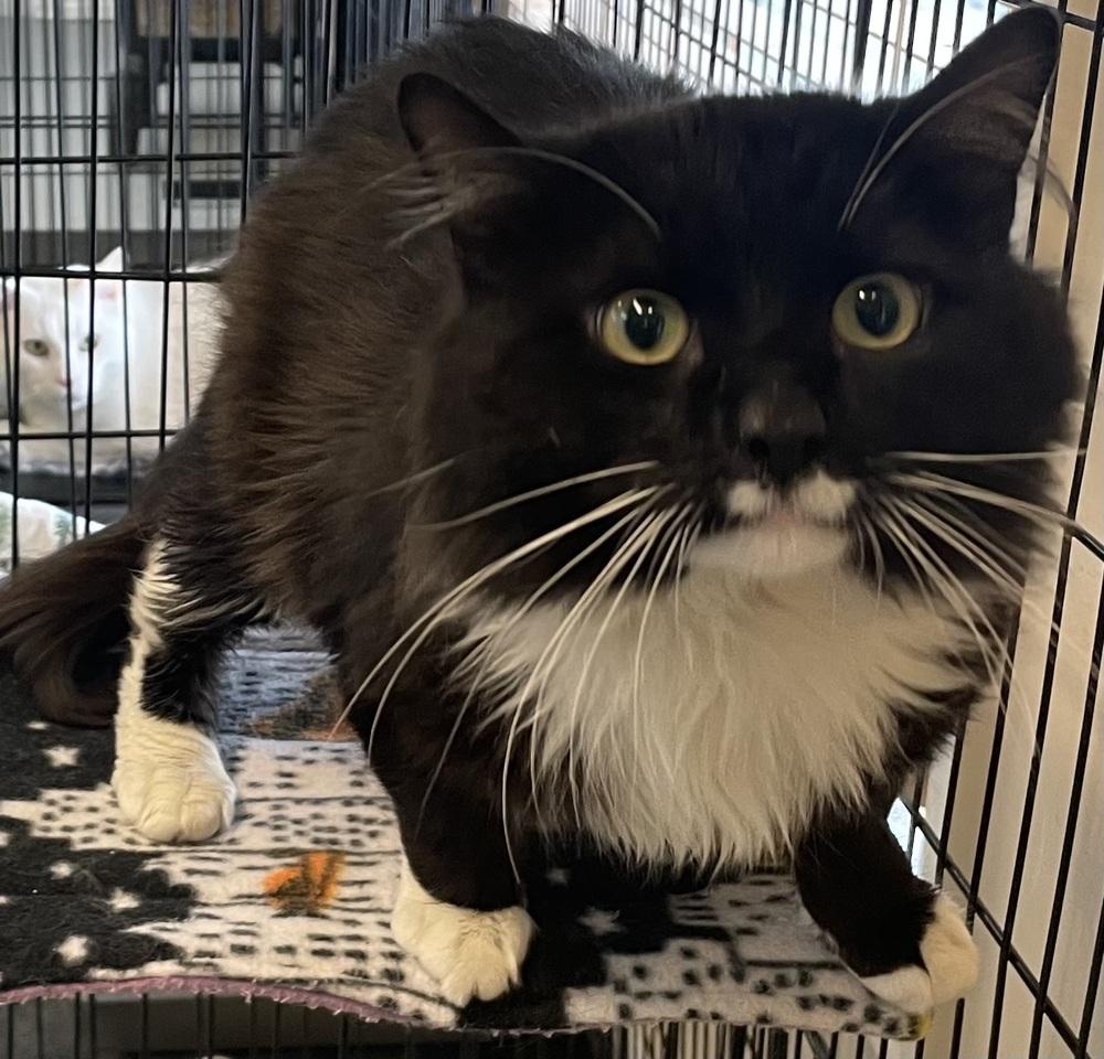 Enlarge ROMEO, a Adoptable mixed breed in Southbury, CT image 6/6