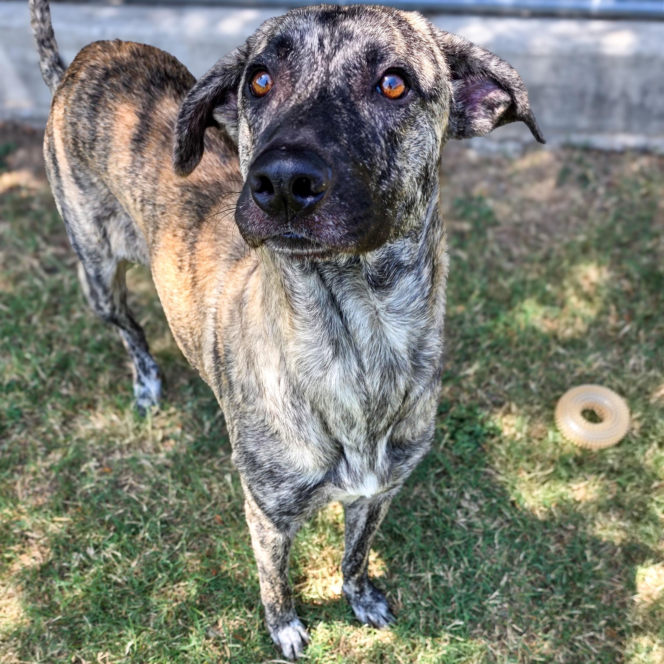 Dottie, Adoptable, Adult Female Dutch Shepherd.