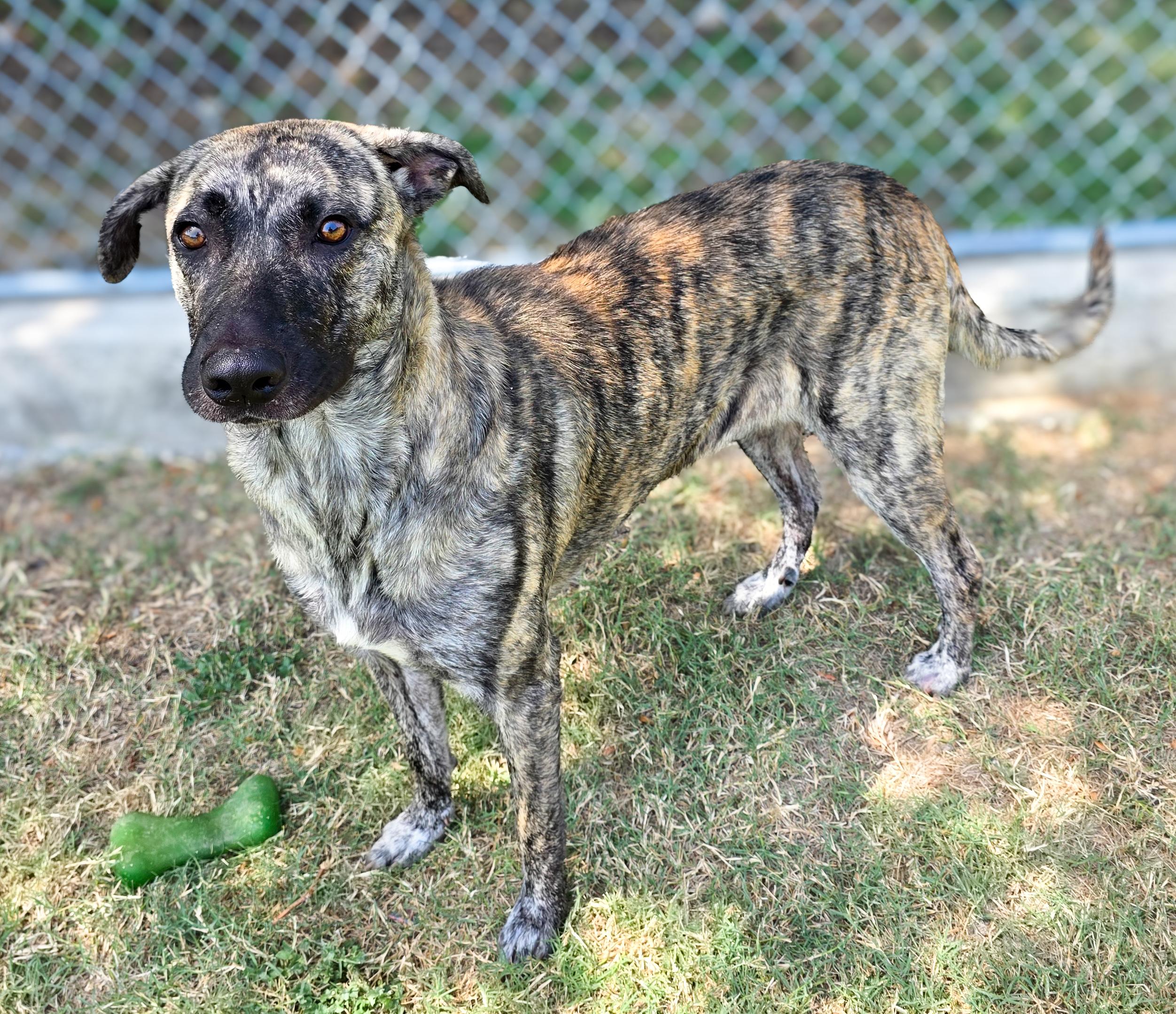 Enlarge Dottie, a Adoptable mixed breed in Gainesville, TX image 2/2