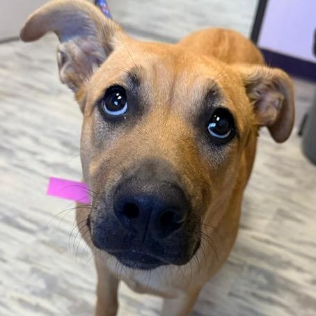 Enlarge Brook Bubbly - Local Girl, a Adoptable mixed breed in Andover, MA image 1/6