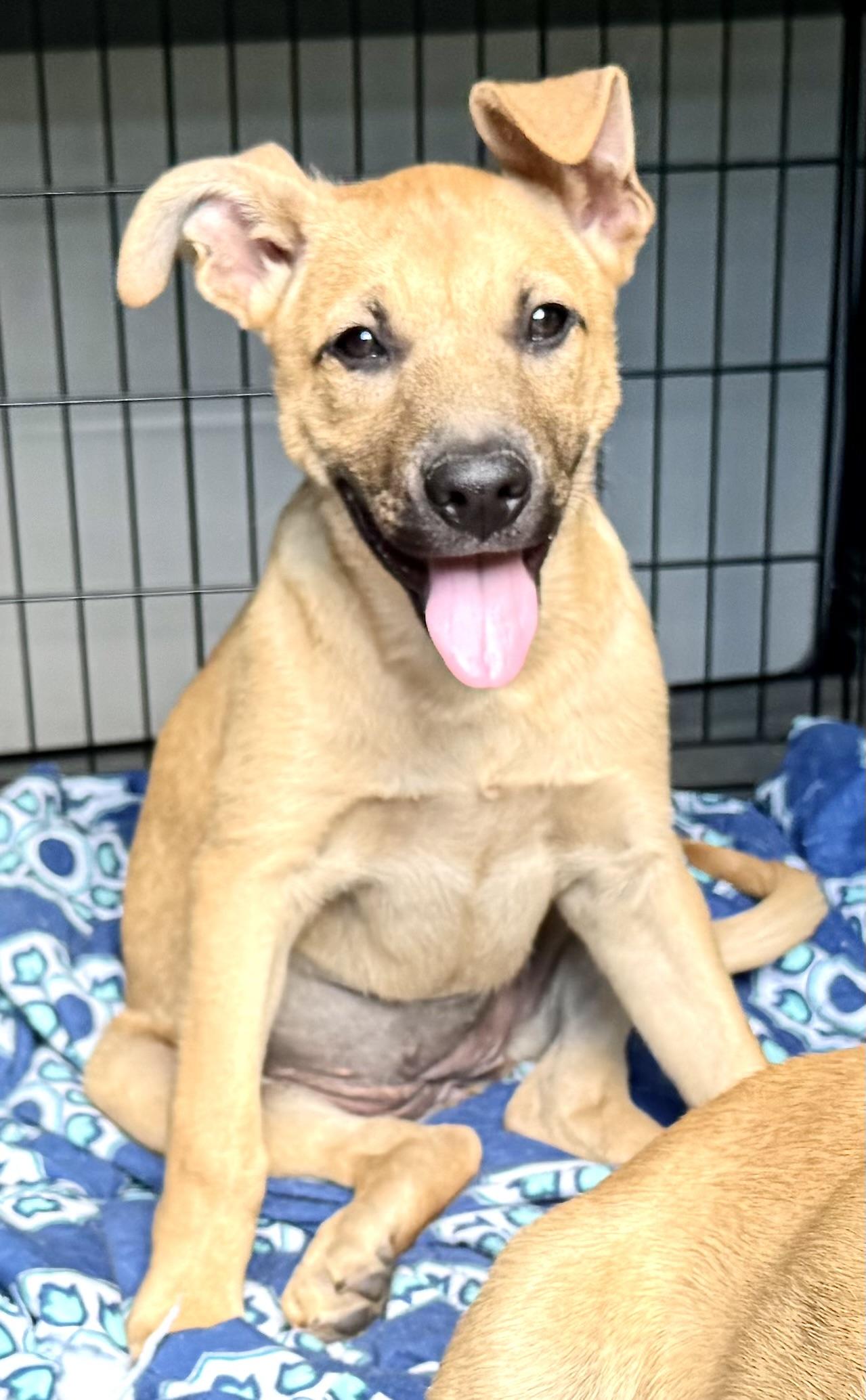 Enlarge Brook Bubbly - Local Girl, a Adoptable mixed breed in Andover, MA image 5/6