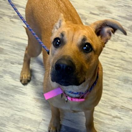 Enlarge Brook Bubbly - Local Girl, a Adoptable mixed breed in Andover, MA image 2/6