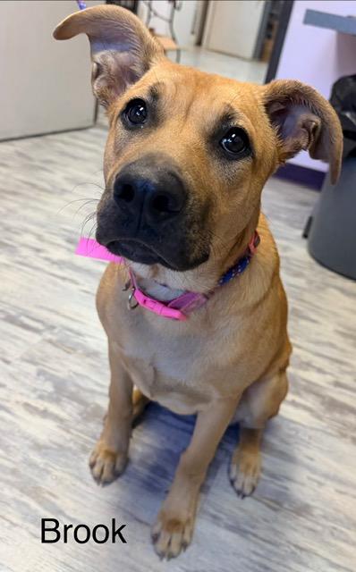 Enlarge Brook Bubbly - Local Girl, a Adoptable mixed breed in Andover, MA image 4/6