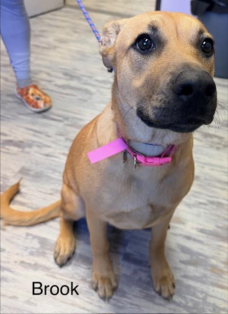 Enlarge Brook Bubbly - Local Girl, a Adoptable mixed breed in Andover, MA image 3/6