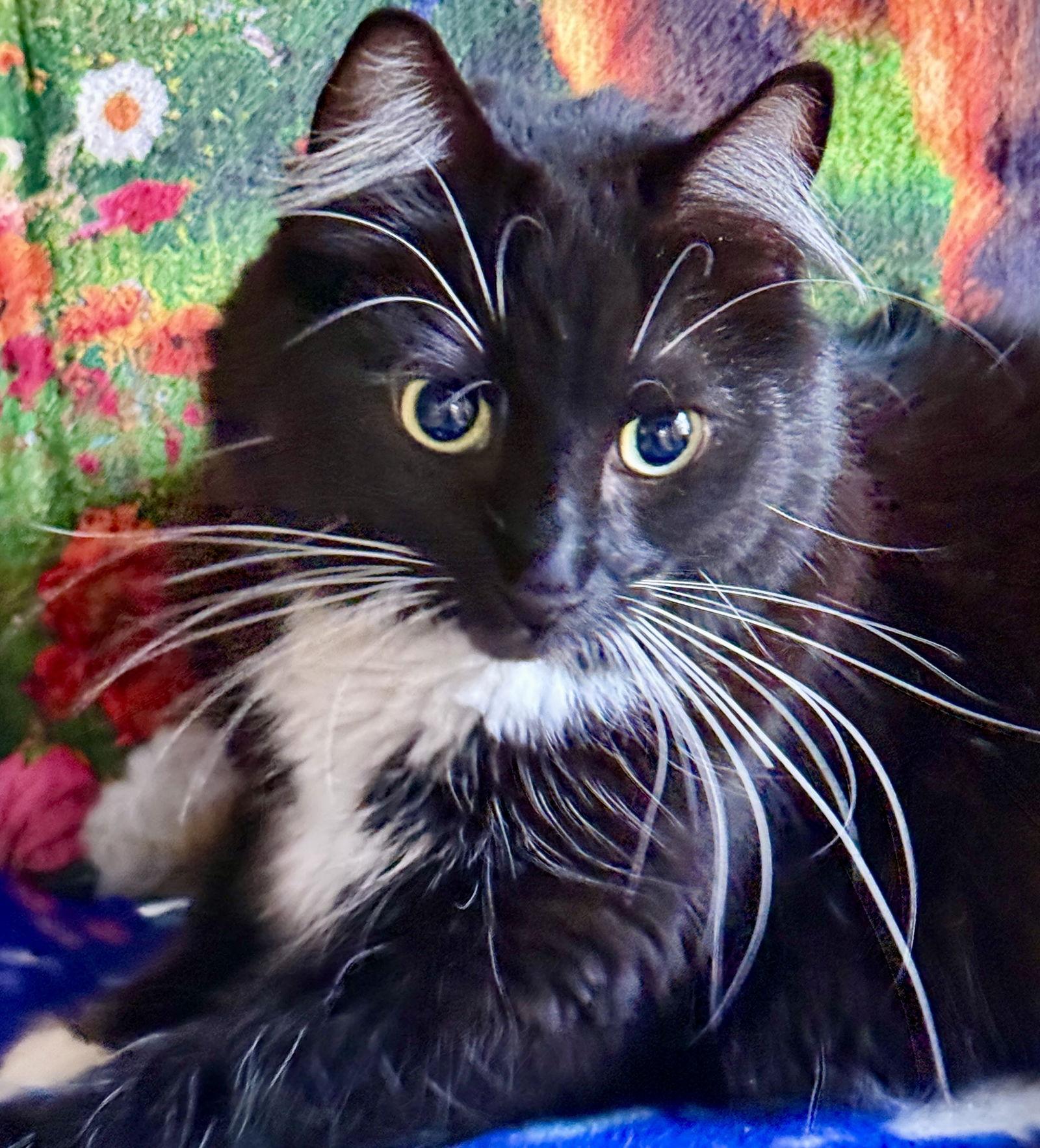 Mimi - Sweet & Playful, a Adopted mixed breed in San Luis Obispo, CA image 2/3