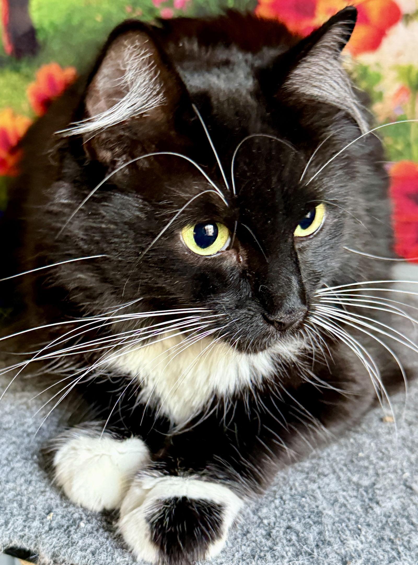 Mimi - Sweet & Playful, a Adopted mixed breed in San Luis Obispo, CA image 3/3