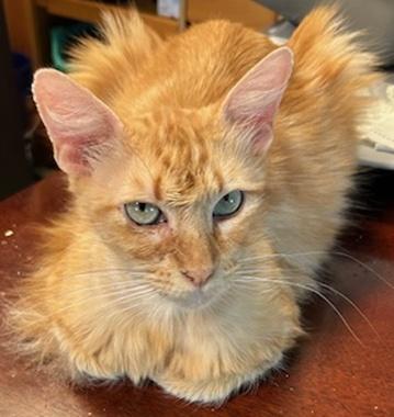Keira L, ADOPTABLE, Young Female Domestic Medium Hair.
