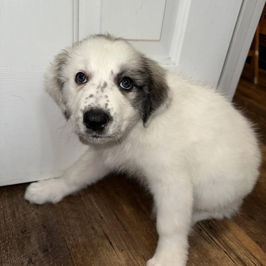 Enlarge Maple, a Adoptable mixed breed in Myrtle Beach, SC image 1/1