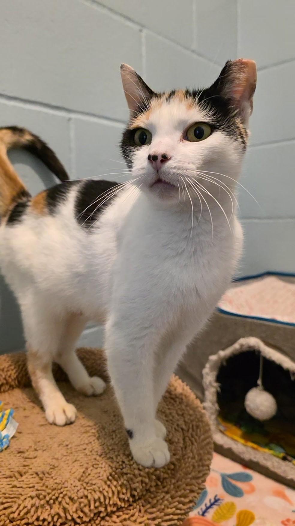 Enlarge Lauretta, a Adoptable mixed breed in Smithtown, NY image 1/2