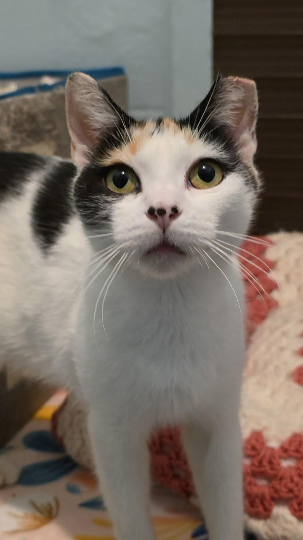 Enlarge Lauretta, a Adoptable mixed breed in Smithtown, NY image 2/2