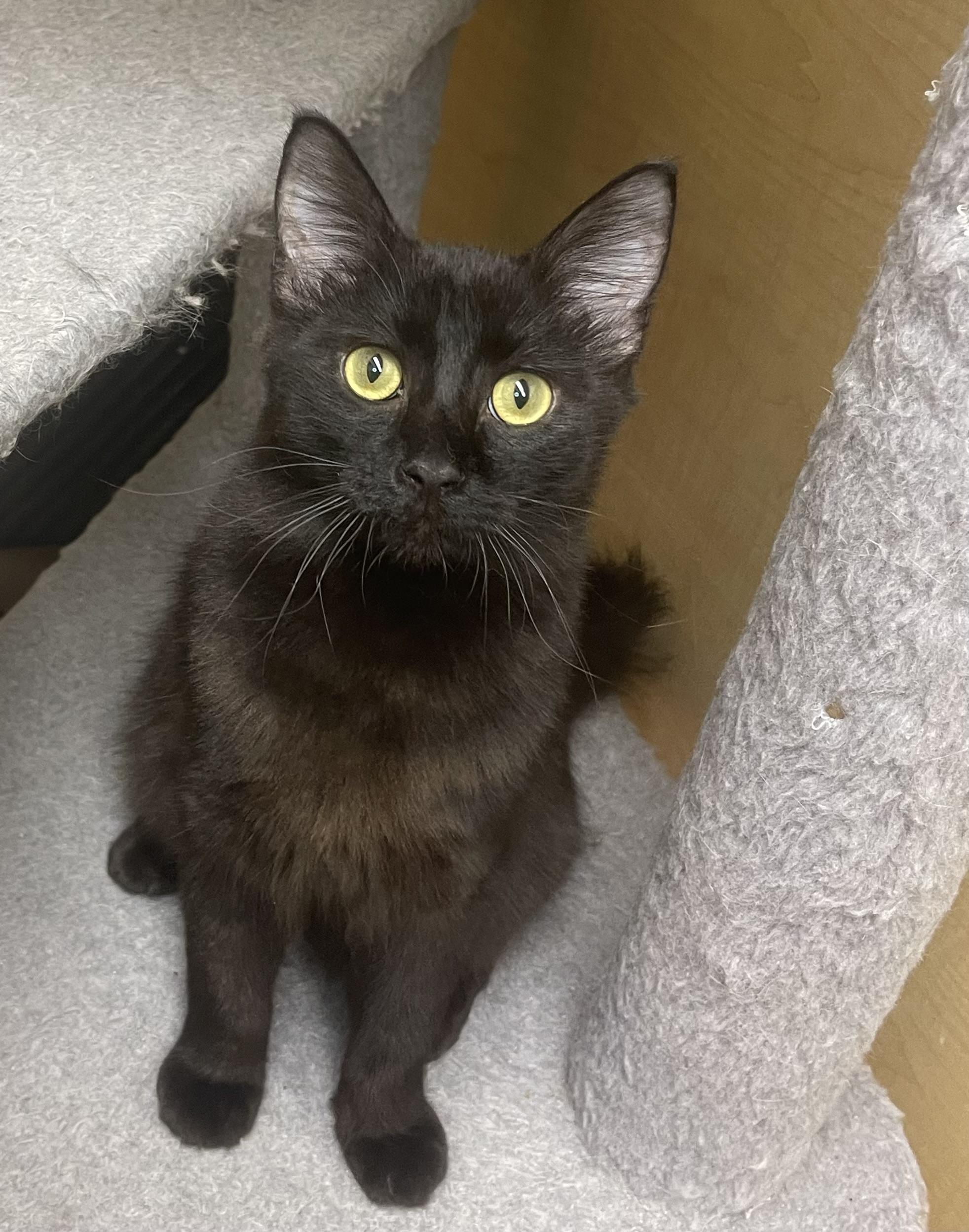 Nape, Adoptable, Young Male Domestic Medium Hair.