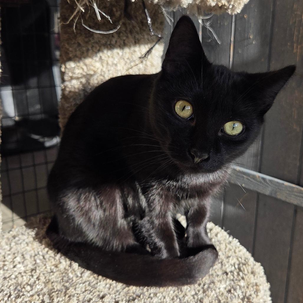 Trumpet, Adoptable, Young Male Domestic Short Hair.