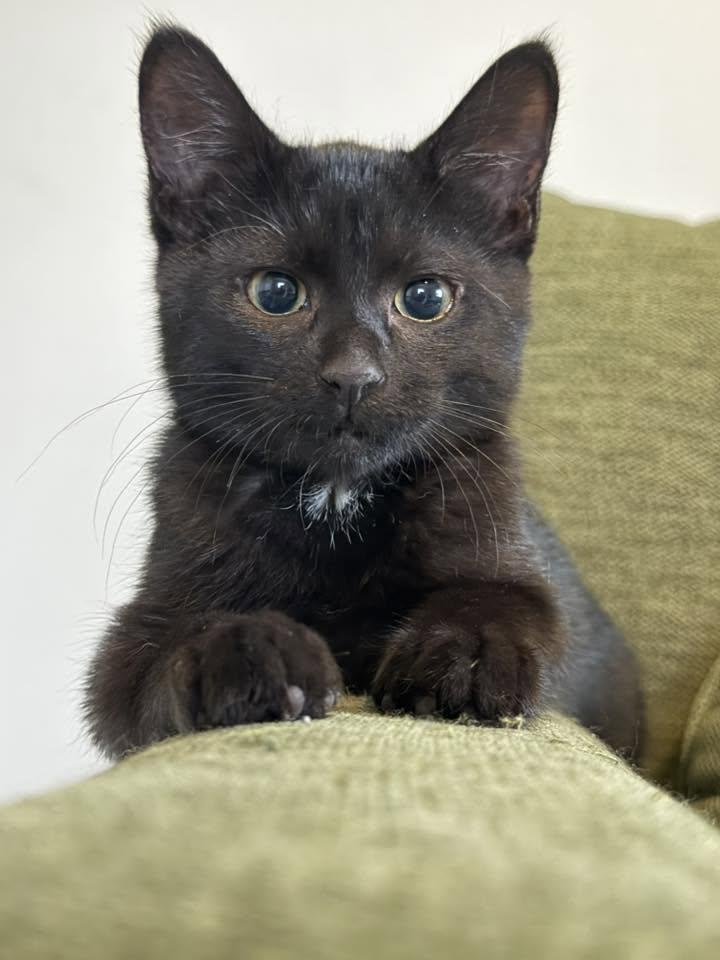 Joan, adopted, Kitten Female Domestic Short Hair.