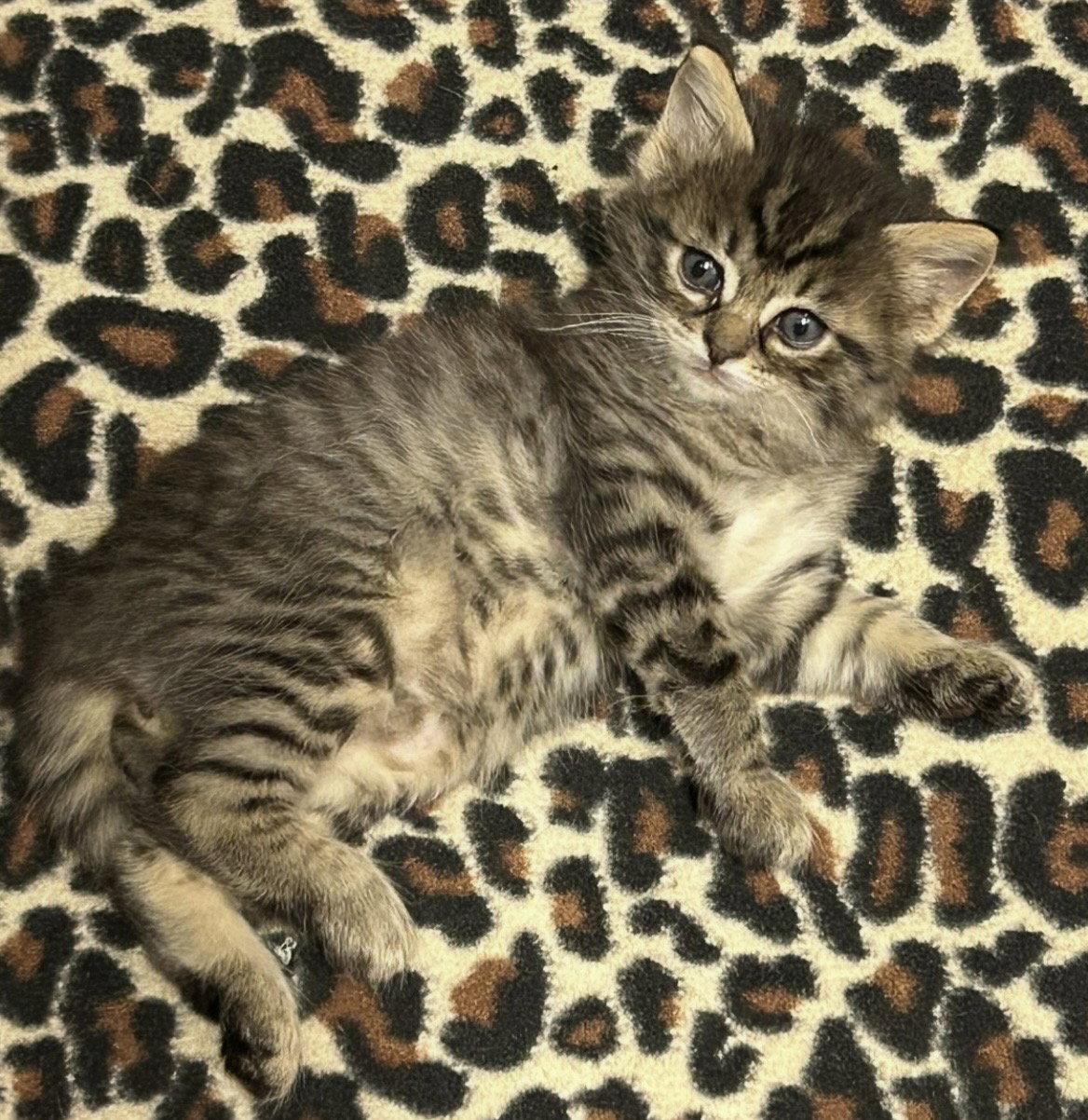 Kronk, Adoptable, Kitten Male Domestic Medium Hair.