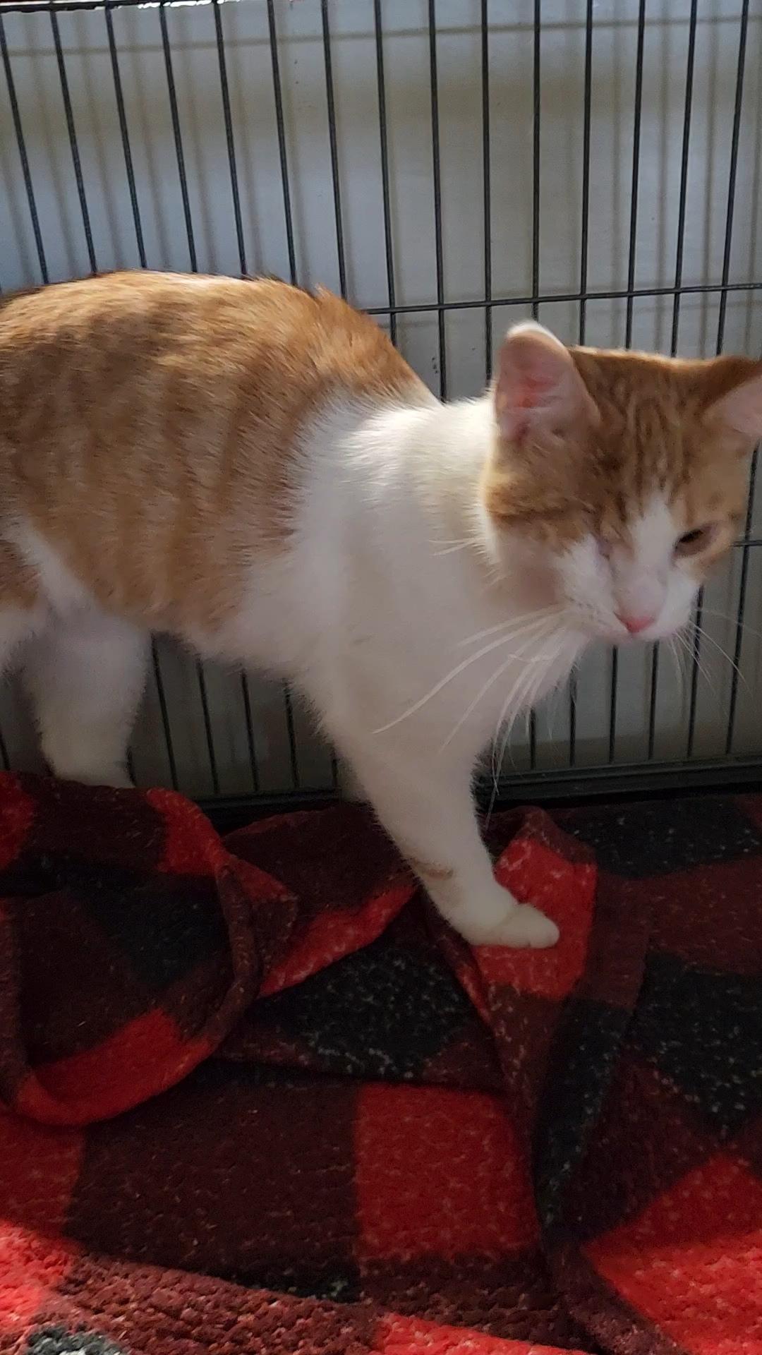 Smithette, an adopted Domestic Short Hair in Kankakee, IL image 3/4