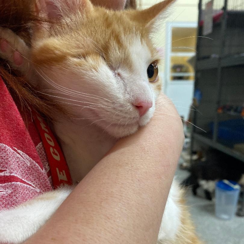 Smithette, an adopted Domestic Short Hair in Kankakee, IL image 4/4