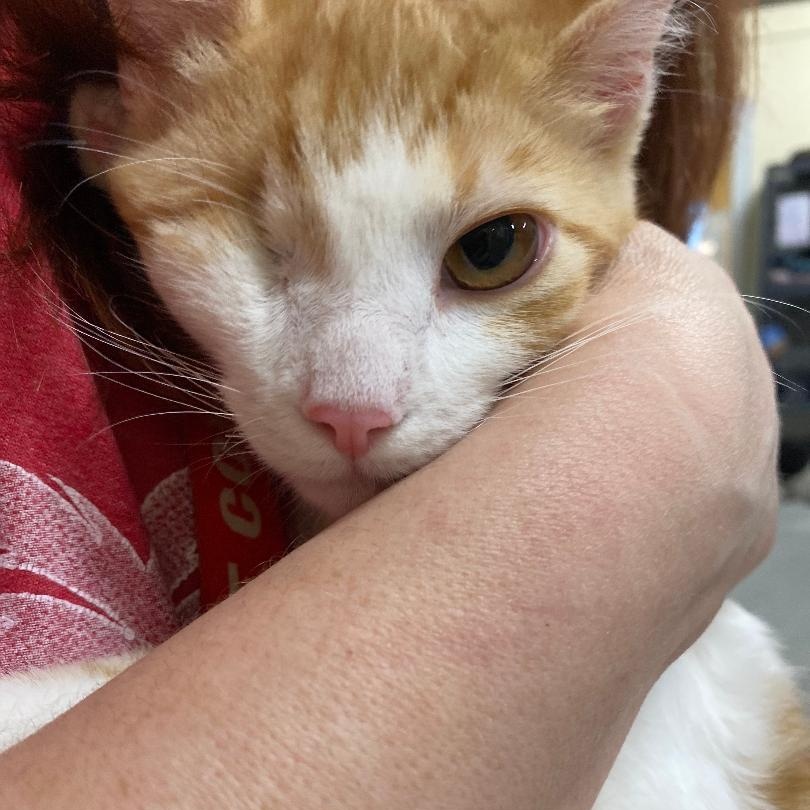 Smithette, an adopted Domestic Short Hair in Kankakee, IL image 2/4