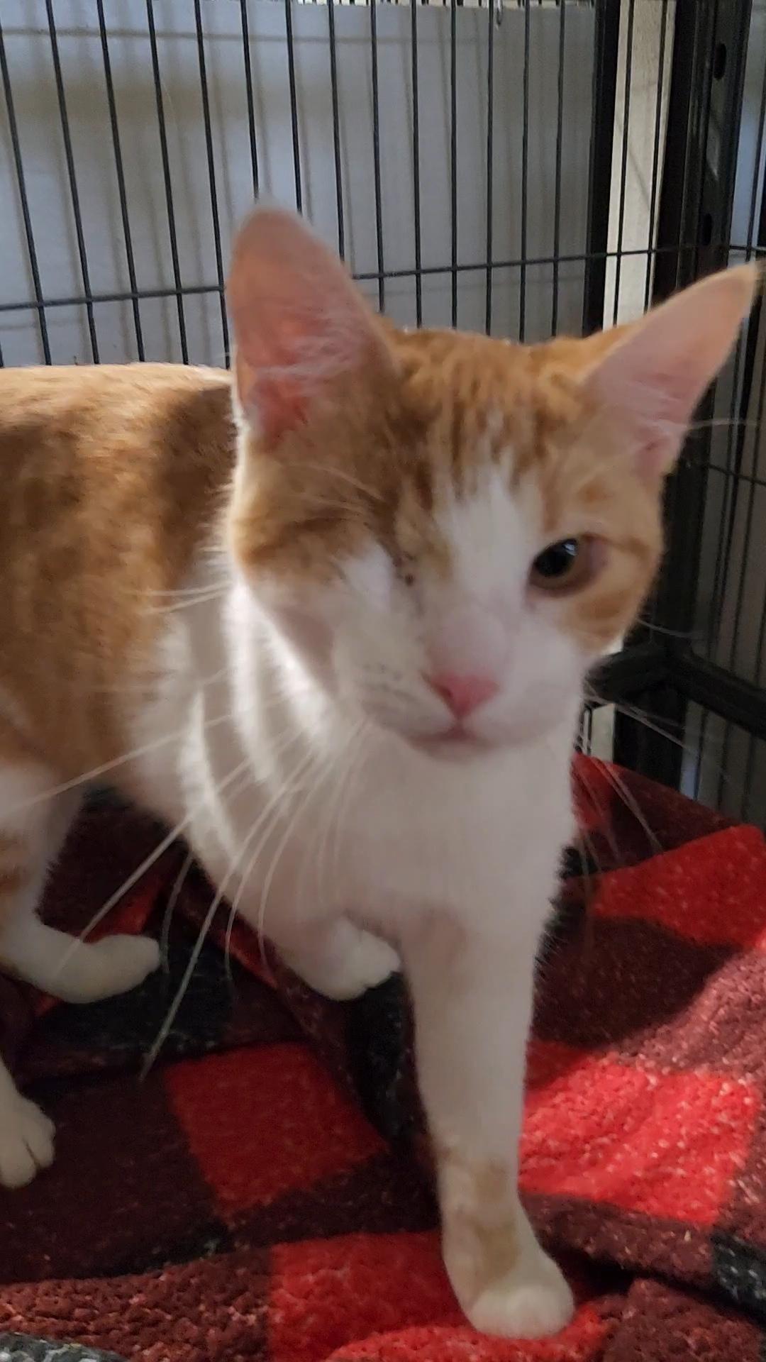 Smithette, an adopted Domestic Short Hair in Kankakee, IL image 1/4