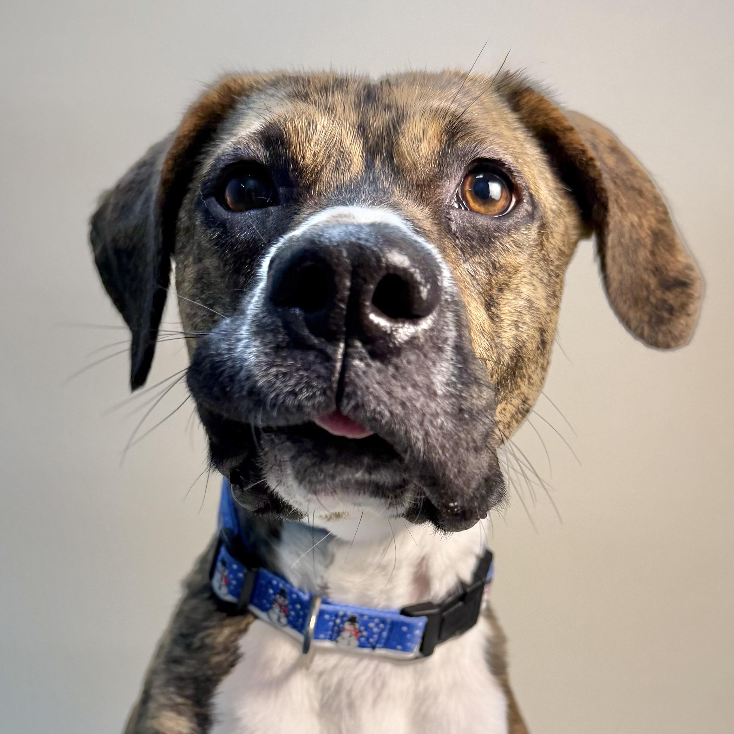 Enlarge Molly, an adoptable mixed breed in Cumberland, RI image 4/5