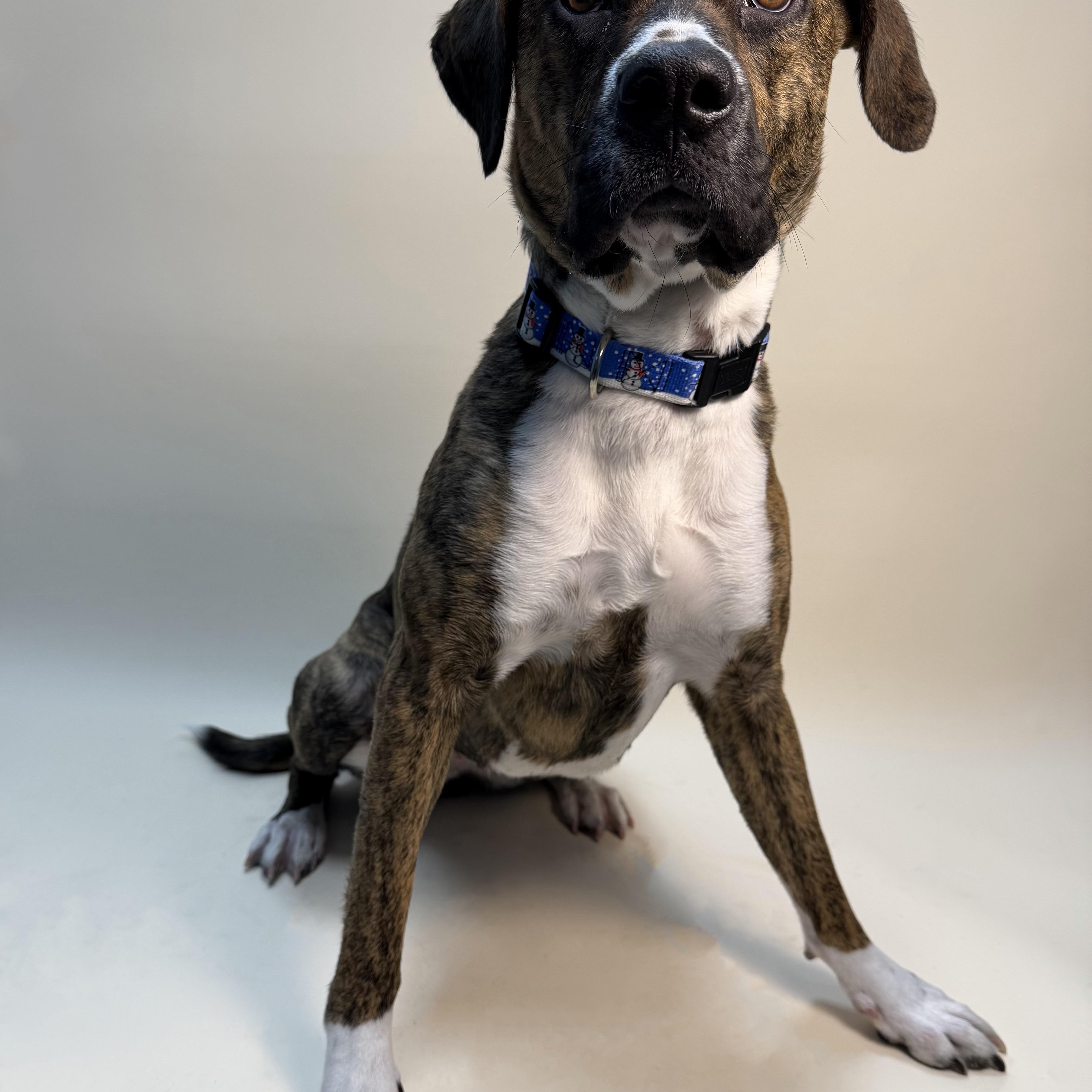 Enlarge Molly, an adoptable mixed breed in Cumberland, RI image 3/5