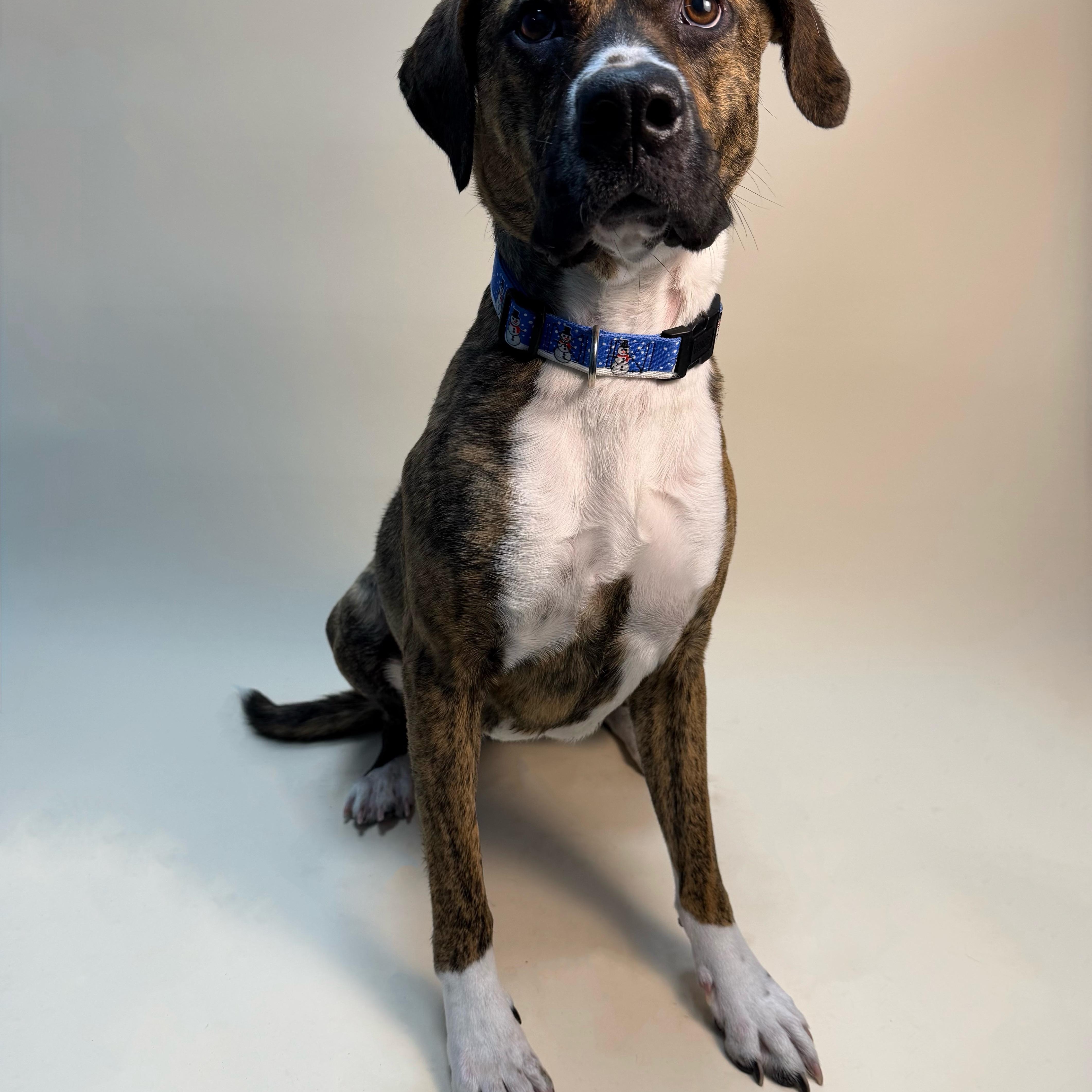 Enlarge Molly, an adoptable mixed breed in Cumberland, RI image 2/5