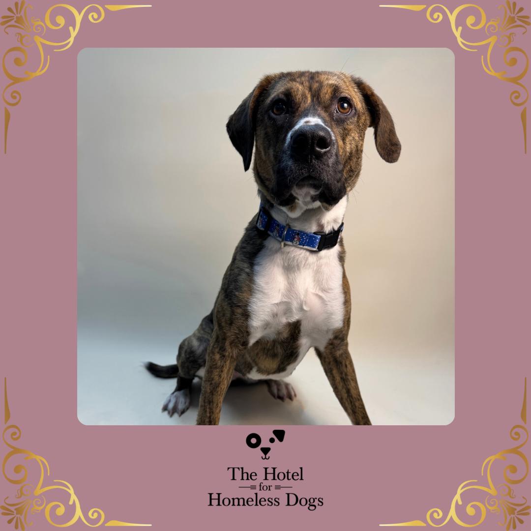 Molly, adoptable, Adult Female Boxer & Terrier.