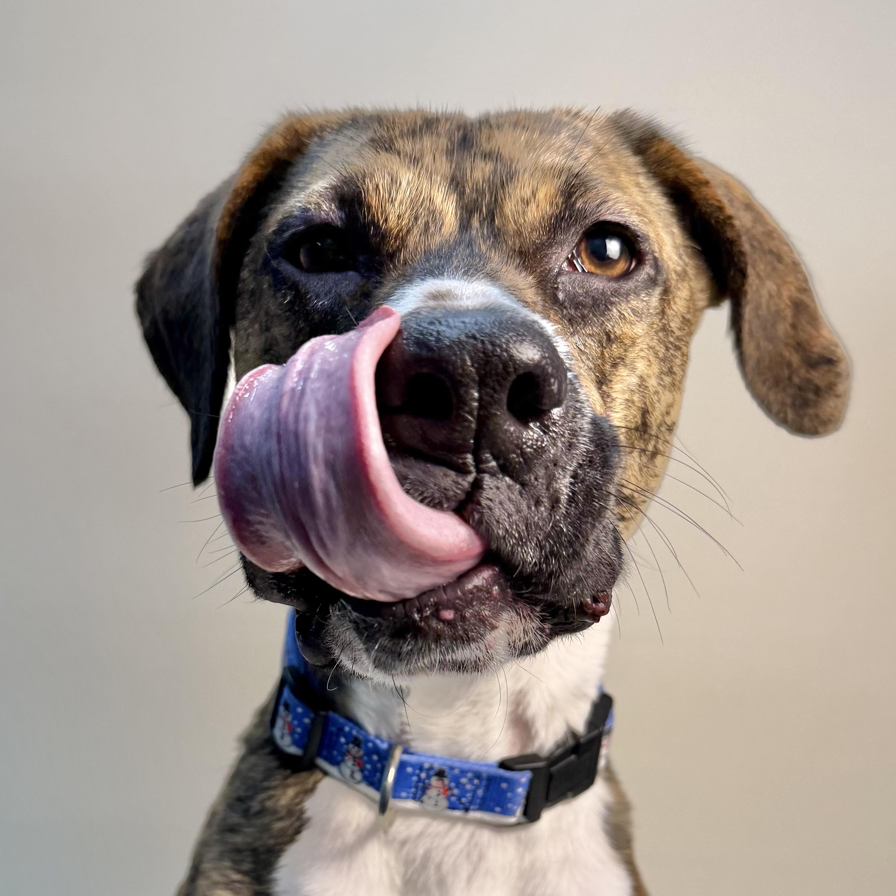 Enlarge Molly, an adoptable mixed breed in Cumberland, RI image 5/5