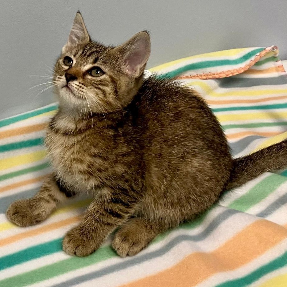 Enlarge Sasha, a Adoptable Domestic Short Hair in Gastonia, NC image 1/5