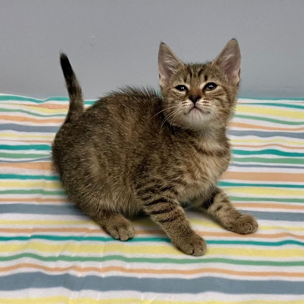 Enlarge Sasha, a Adoptable Domestic Short Hair in Gastonia, NC image 2/5