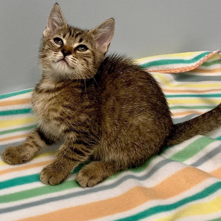 Enlarge Sasha, a Adoptable Domestic Short Hair in Gastonia, NC image 4/5