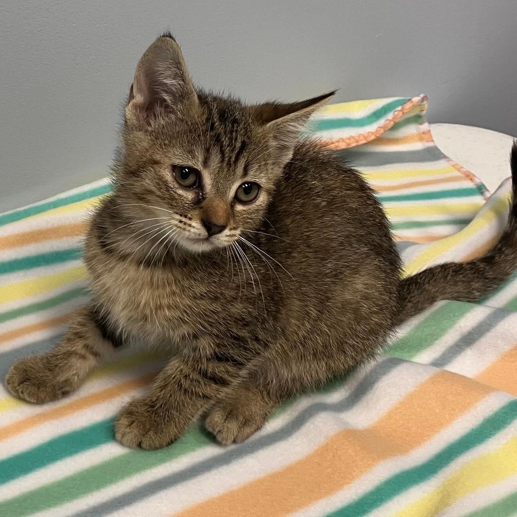 Enlarge Sasha, a Adoptable Domestic Short Hair in Gastonia, NC image 3/5