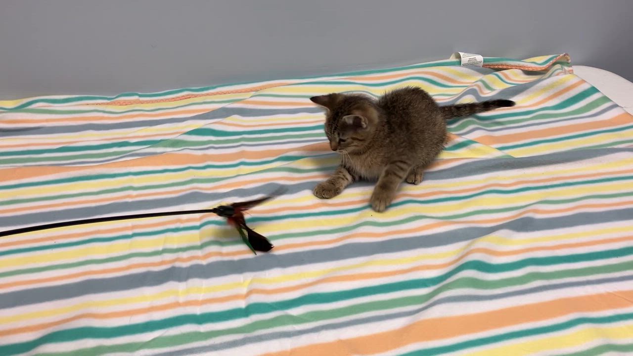 Enlarge Sasha, a Adoptable Domestic Short Hair in Gastonia, NC video 5/5
