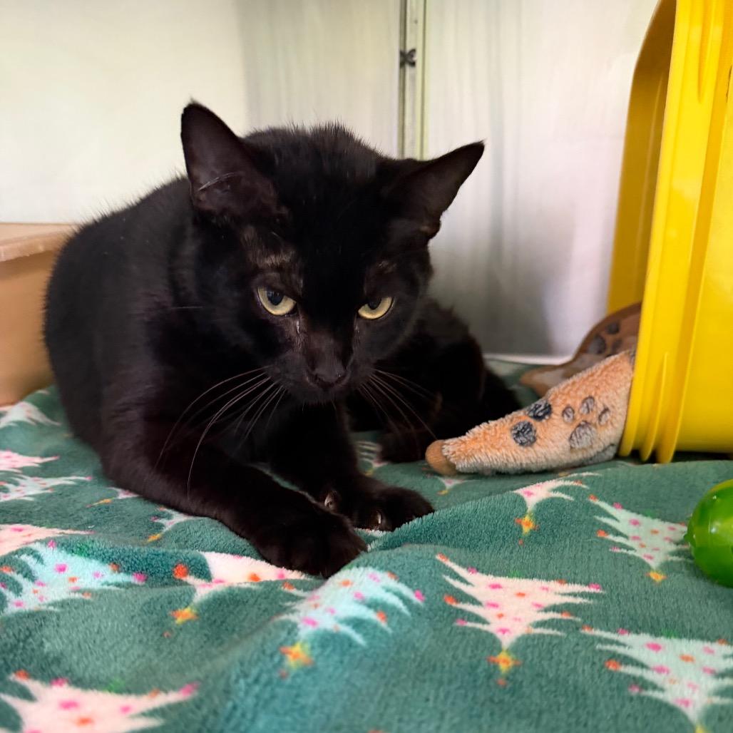 Enlarge Maggie, a Adoptable Domestic Short Hair in Emporia, KS image 1/6