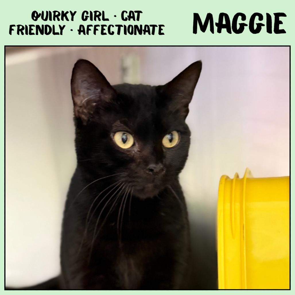 Enlarge Maggie, a Adoptable Domestic Short Hair in Emporia, KS image 2/6