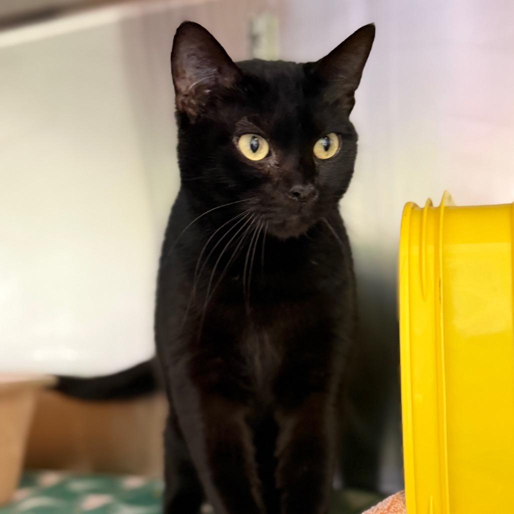 Enlarge Maggie, a Adoptable Domestic Short Hair in Emporia, KS image 4/6