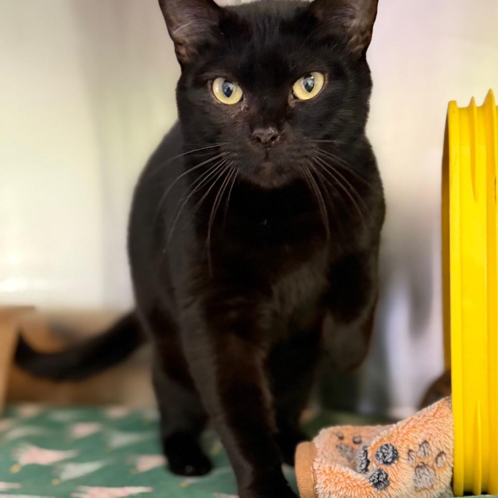 Enlarge Maggie, a Adoptable Domestic Short Hair in Emporia, KS image 5/6