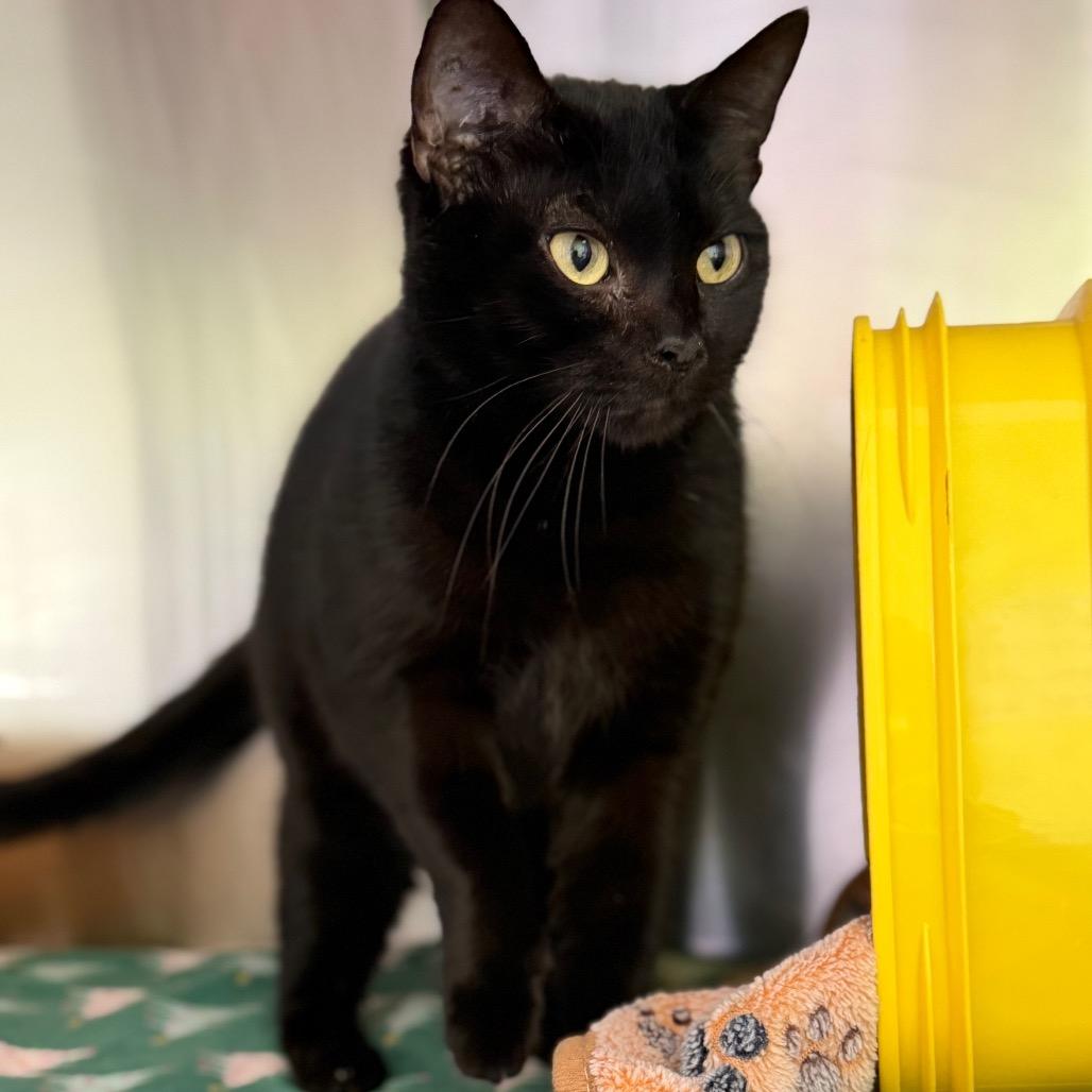 Enlarge Maggie, a Adoptable Domestic Short Hair in Emporia, KS image 6/6