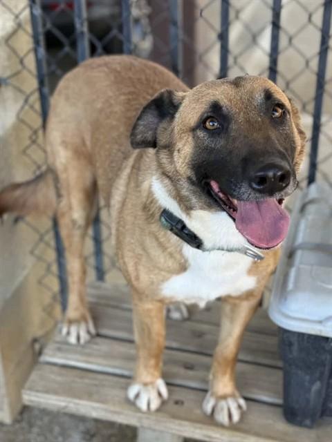 FLAQUITO, Adoptable, Young Male German Shepherd Dog.